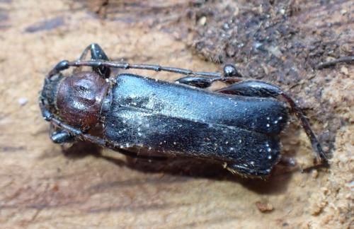 Phymatodes testaceus